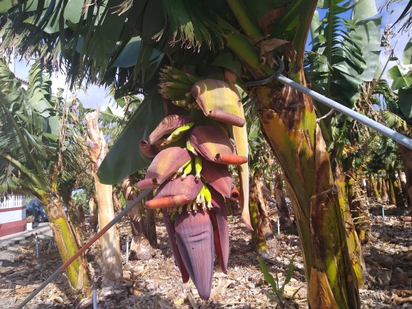 banane